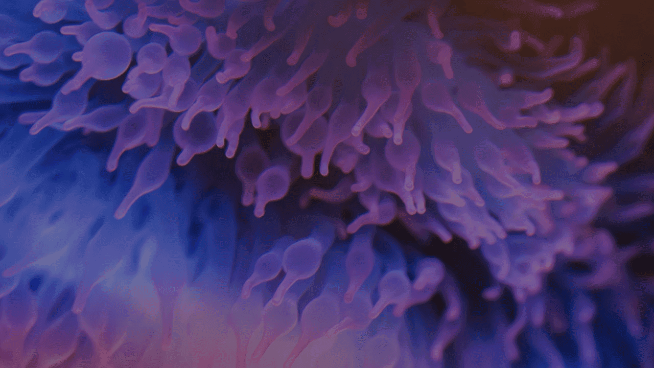 Purple flowers